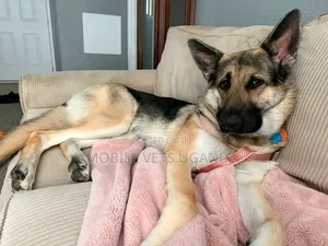 6-12 months Male Purebred German Shepherd