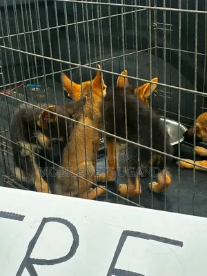 1-3 months Male Purebred German Shepherd
