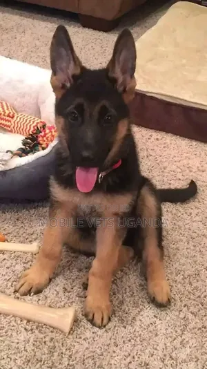 3-6 months Male Purebred German Shepherd