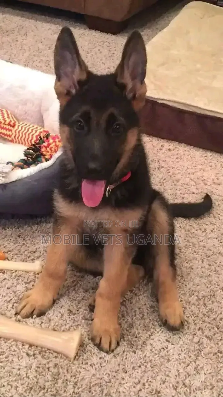 3-6 months Male Purebred German Shepherd