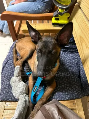 3-6 months Male Purebred Belgian Malinois