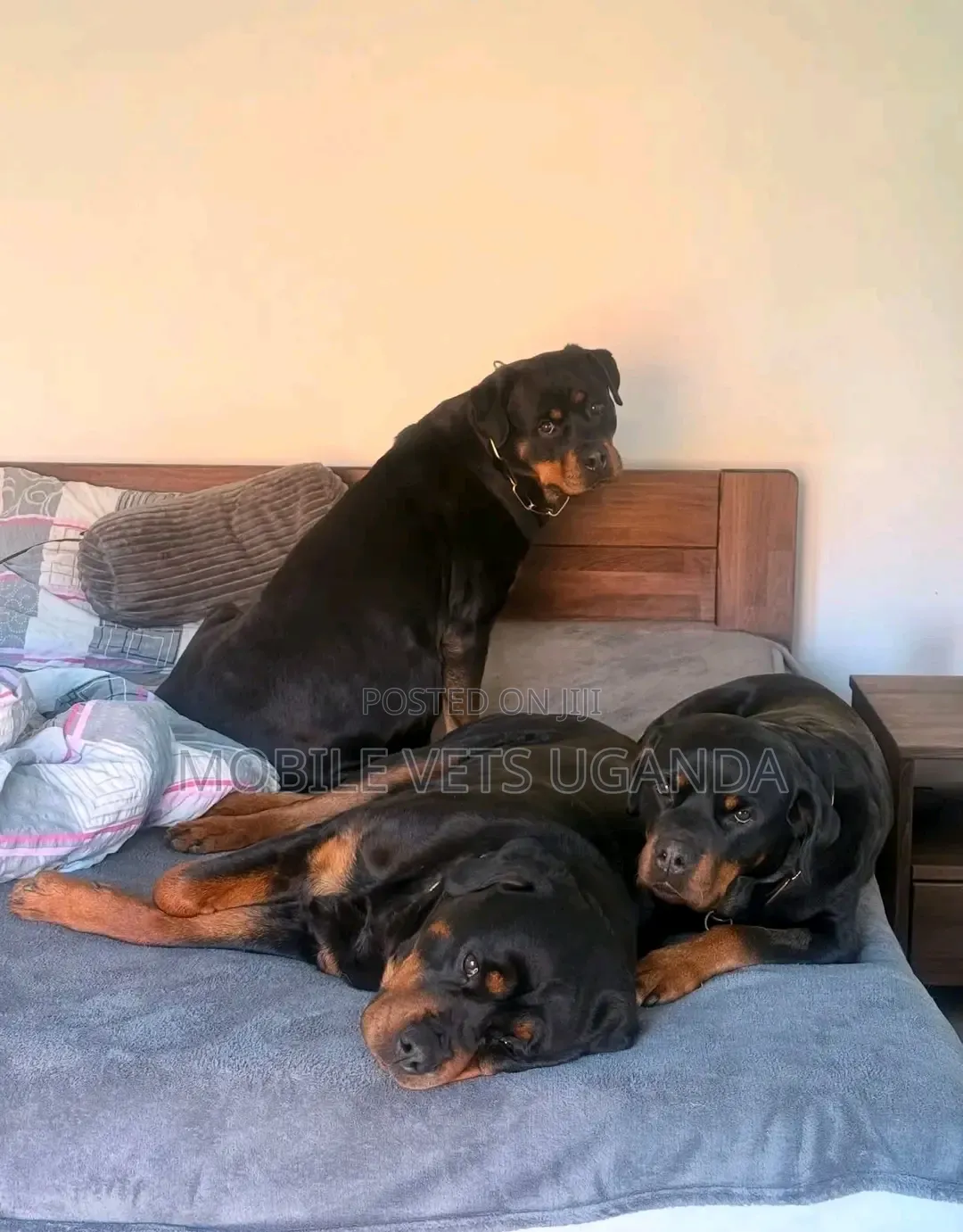1+ year Female Purebred Rottweiler