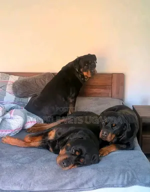1+ year Female Purebred Rottweiler