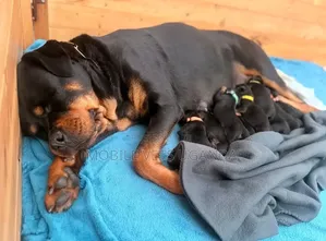 1-3 months Female Purebred Rottweiler
