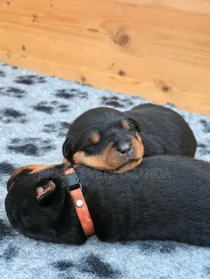 0-1 month Female Purebred Rottweiler
