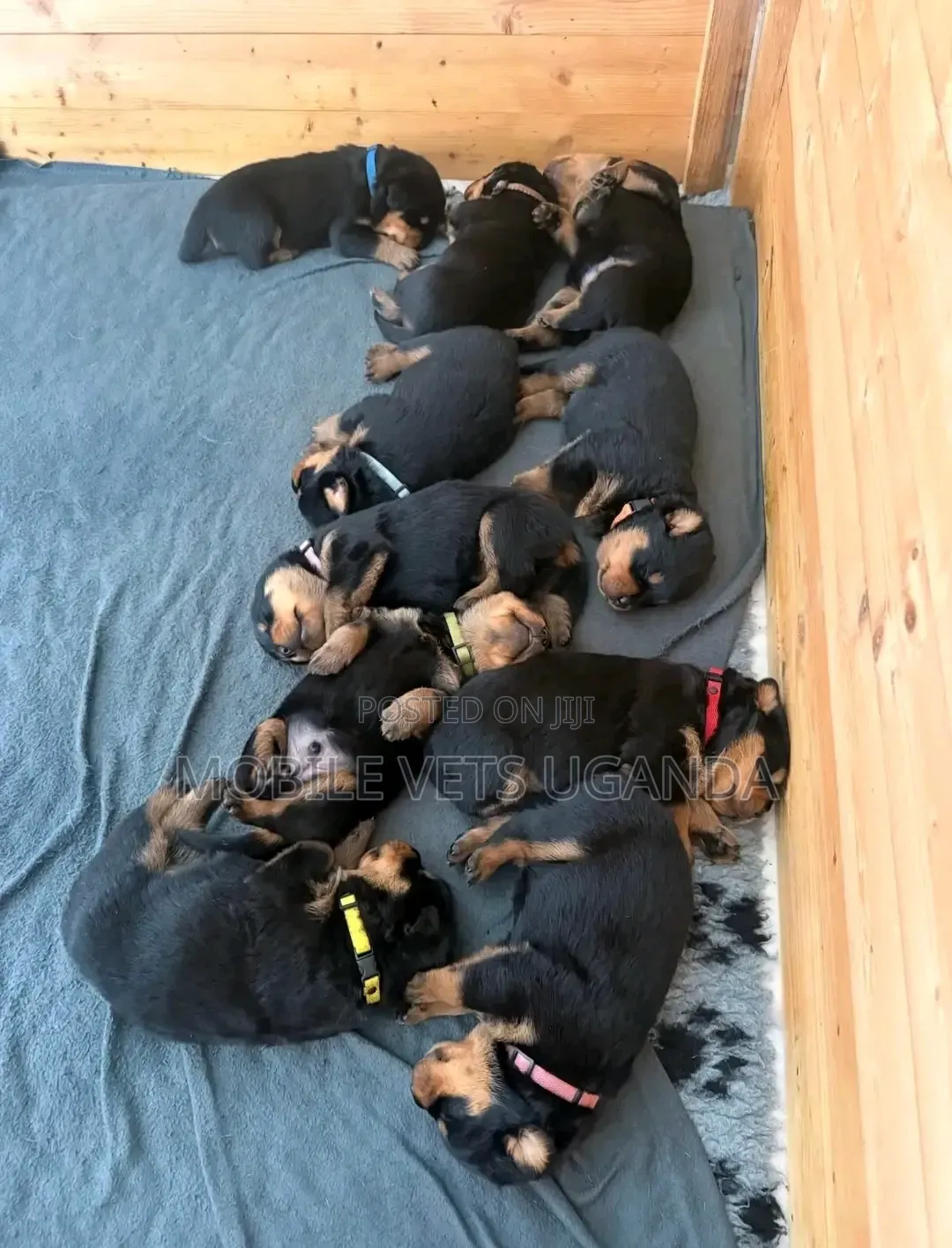 0-1 month Female Purebred Rottweiler