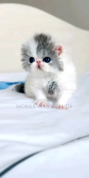 0-1 month Male Purebred Persian