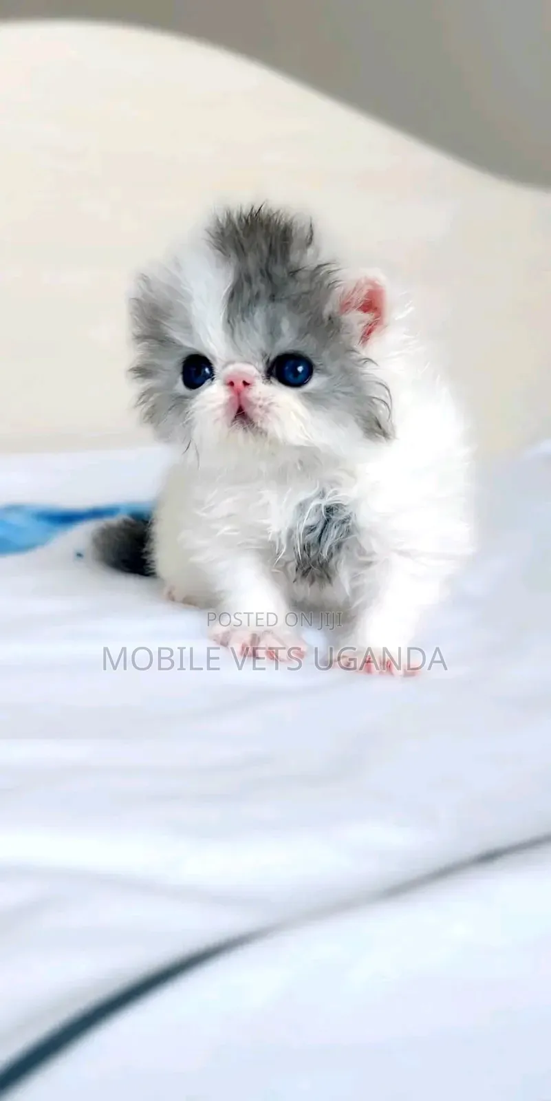 0-1 month Male Purebred Persian