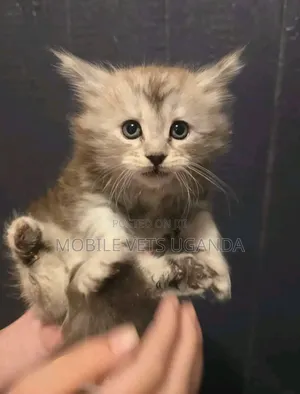 1-3 months Male Purebred Maine Coon