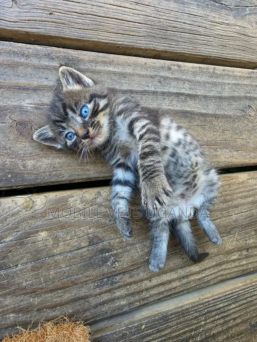 3-6 months Male Purebred Savannah