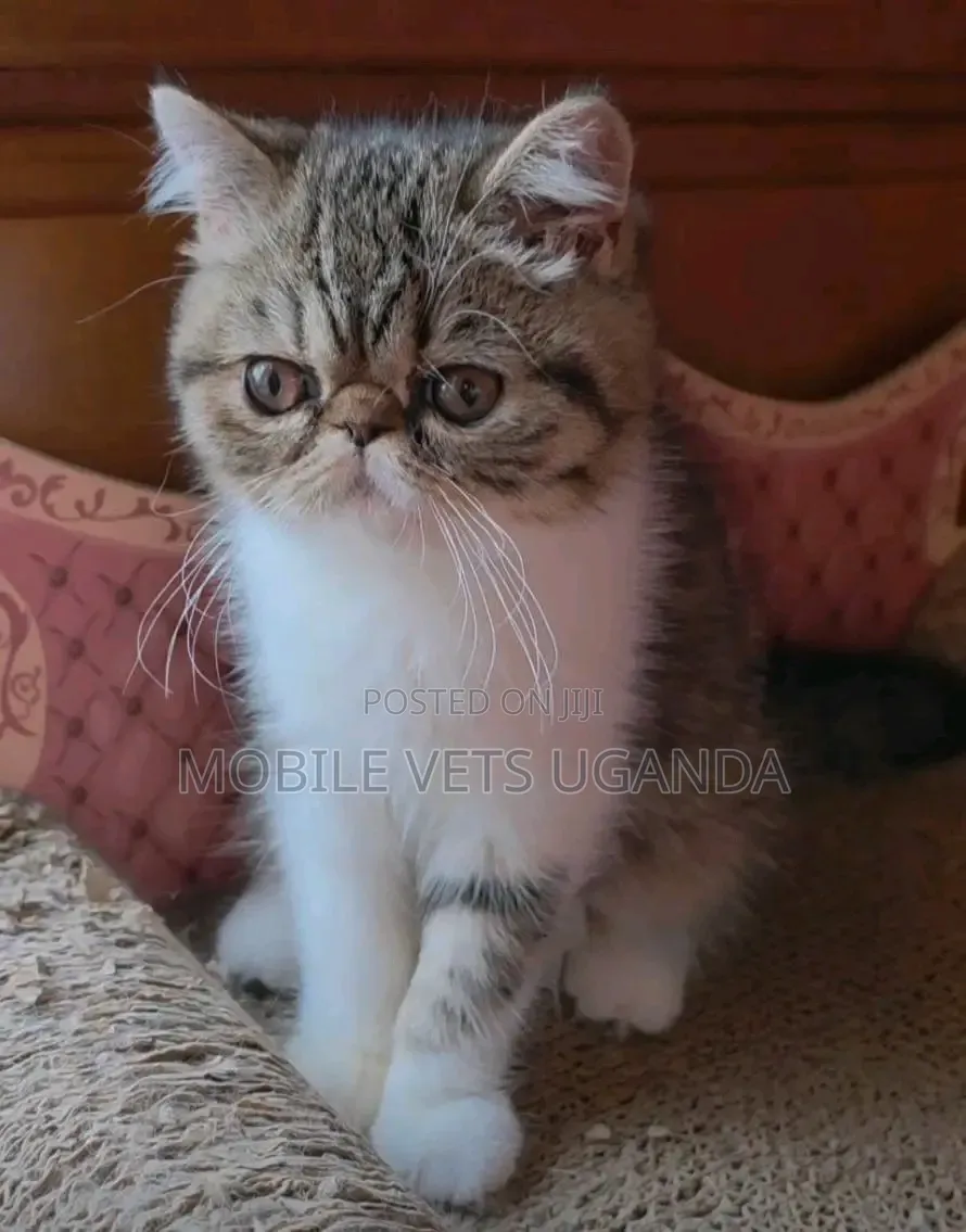 1-3 months Male Purebred Persian