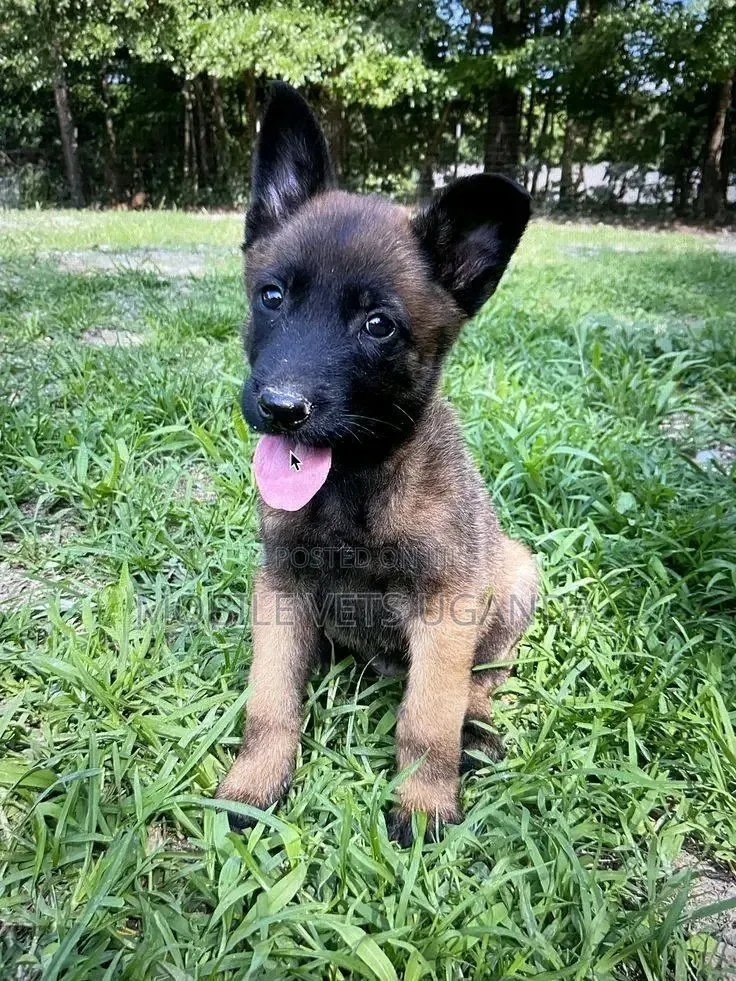 1-3 months Male Purebred Belgian Malinois