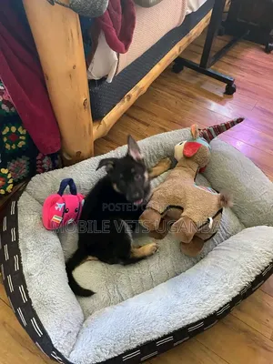 1-3 months Male Purebred German Shepherd