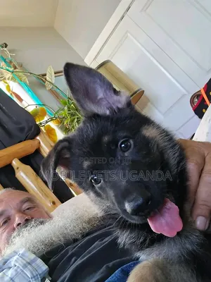 1-3 months Male Purebred German Shepherd