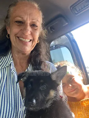 1-3 months Female Purebred German Shepherd