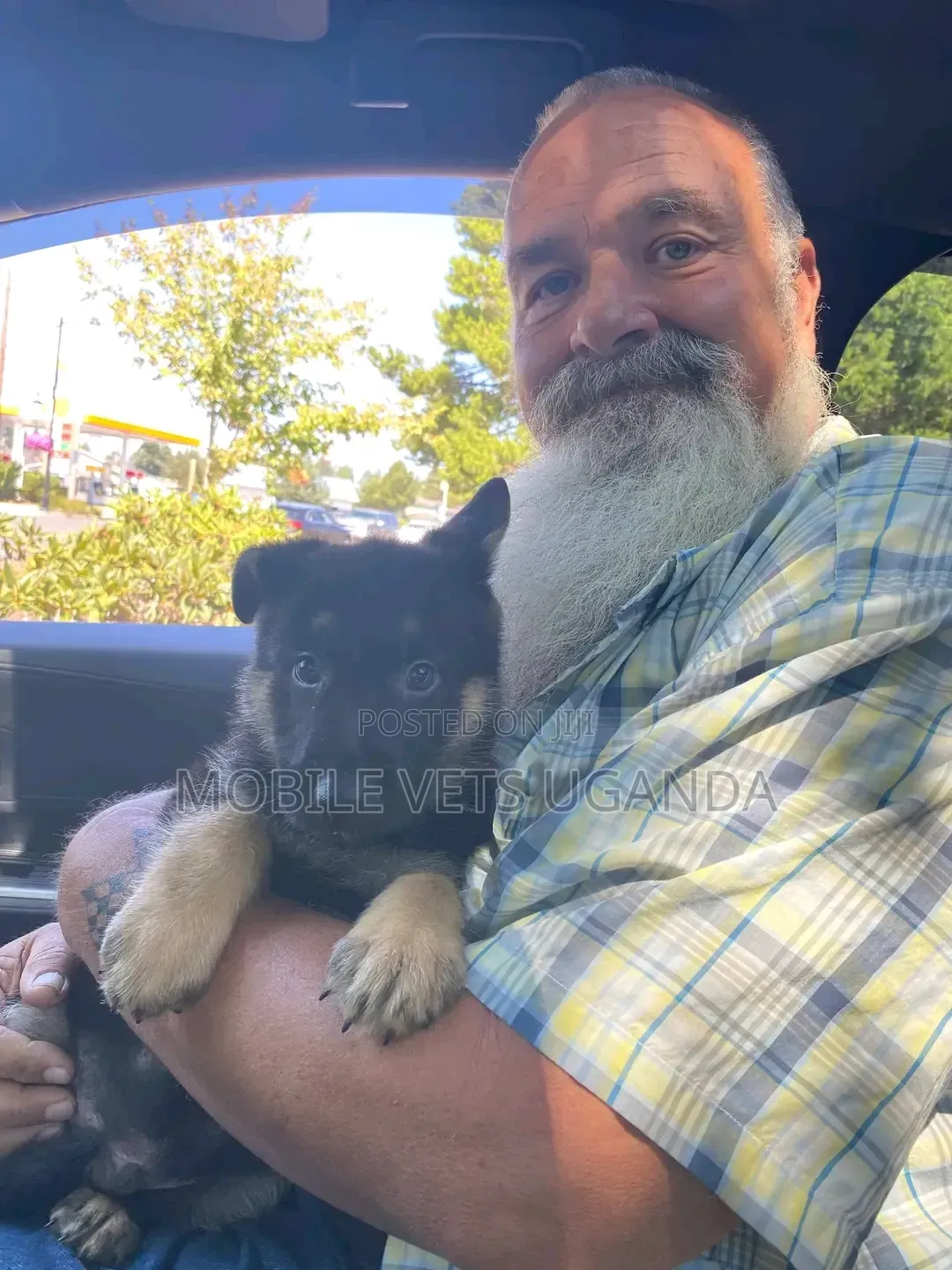 3-6 months Female Purebred German Shepherd