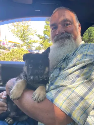 3-6 months Female Purebred German Shepherd
