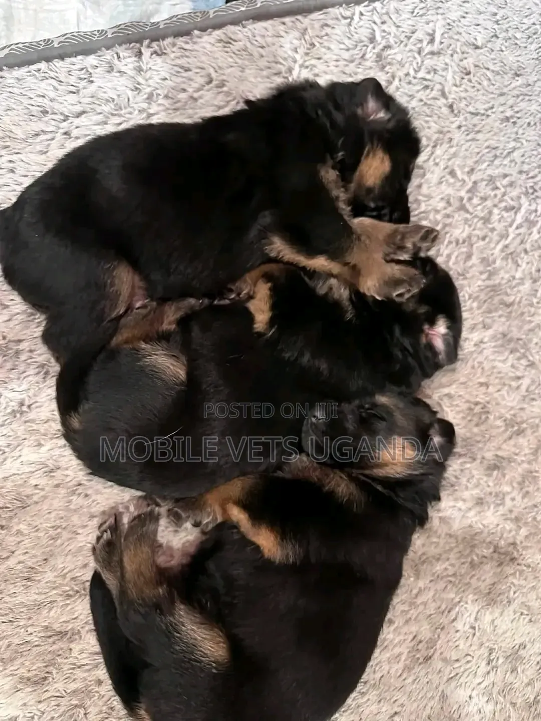 1-3 months Male Purebred German Shepherd