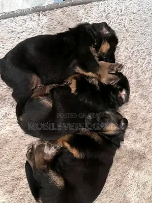 1-3 months Male Purebred German Shepherd