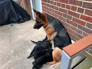 1-3 months Female Purebred German Shepherd