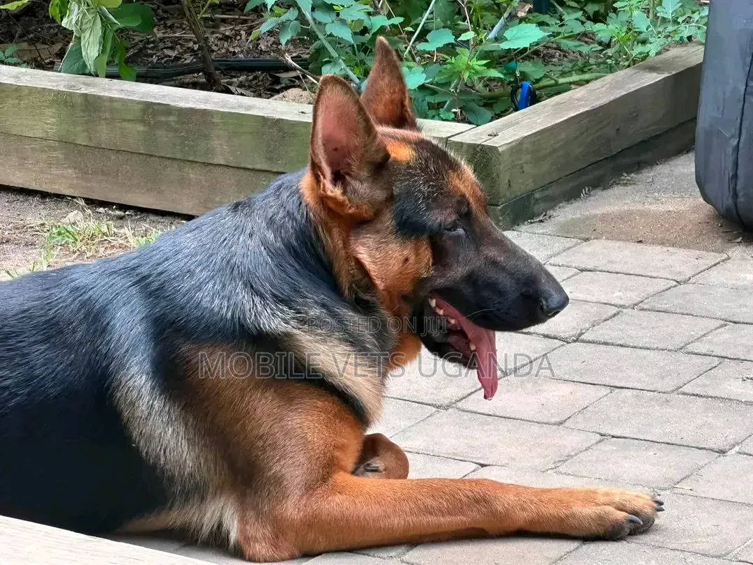 6-12 months Female Purebred German Shepherd