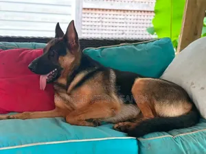 3-6 months Male Purebred German Shepherd