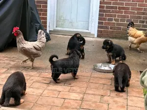 0-1 month Male Purebred German Shepherd