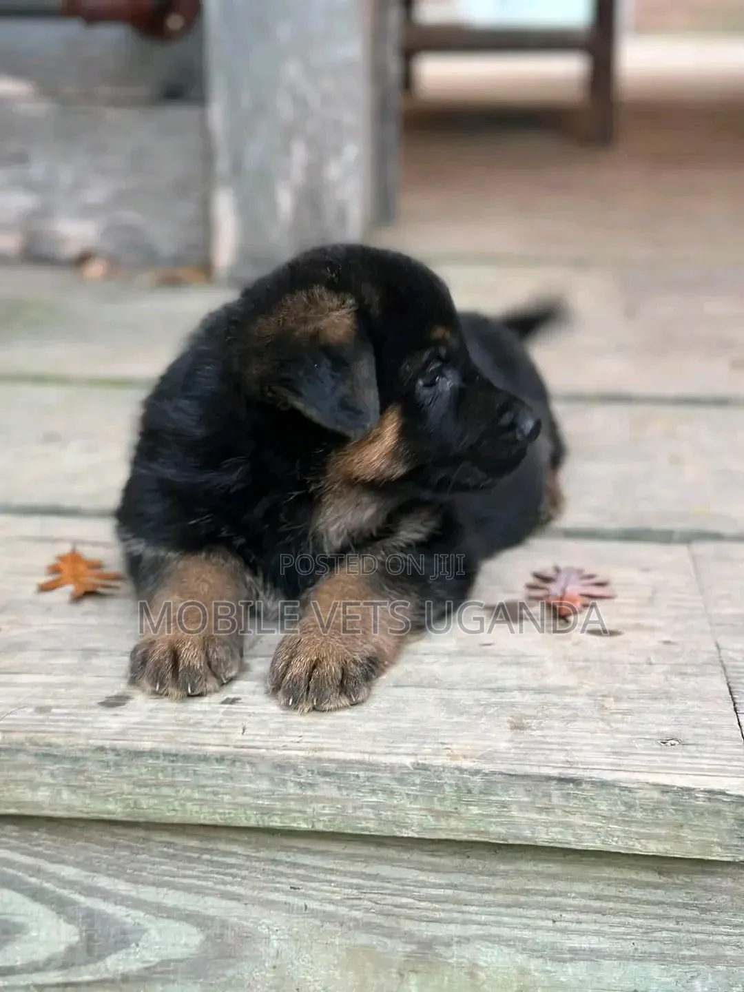 1-3 months Female Purebred German Shepherd