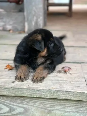 1-3 months Female Purebred German Shepherd