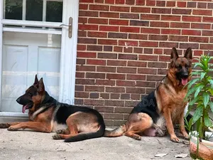1+ year Female Purebred German Shepherd