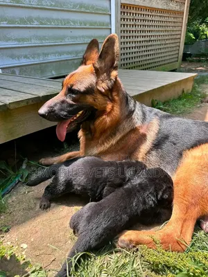 1-3 months Female Purebred German Shepherd