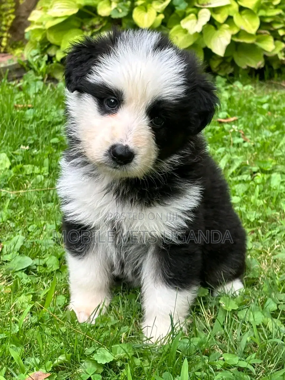 1-3 months Female Purebred Siberian Husky