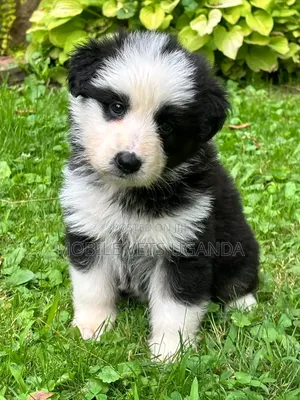 1-3 months Female Purebred Siberian Husky