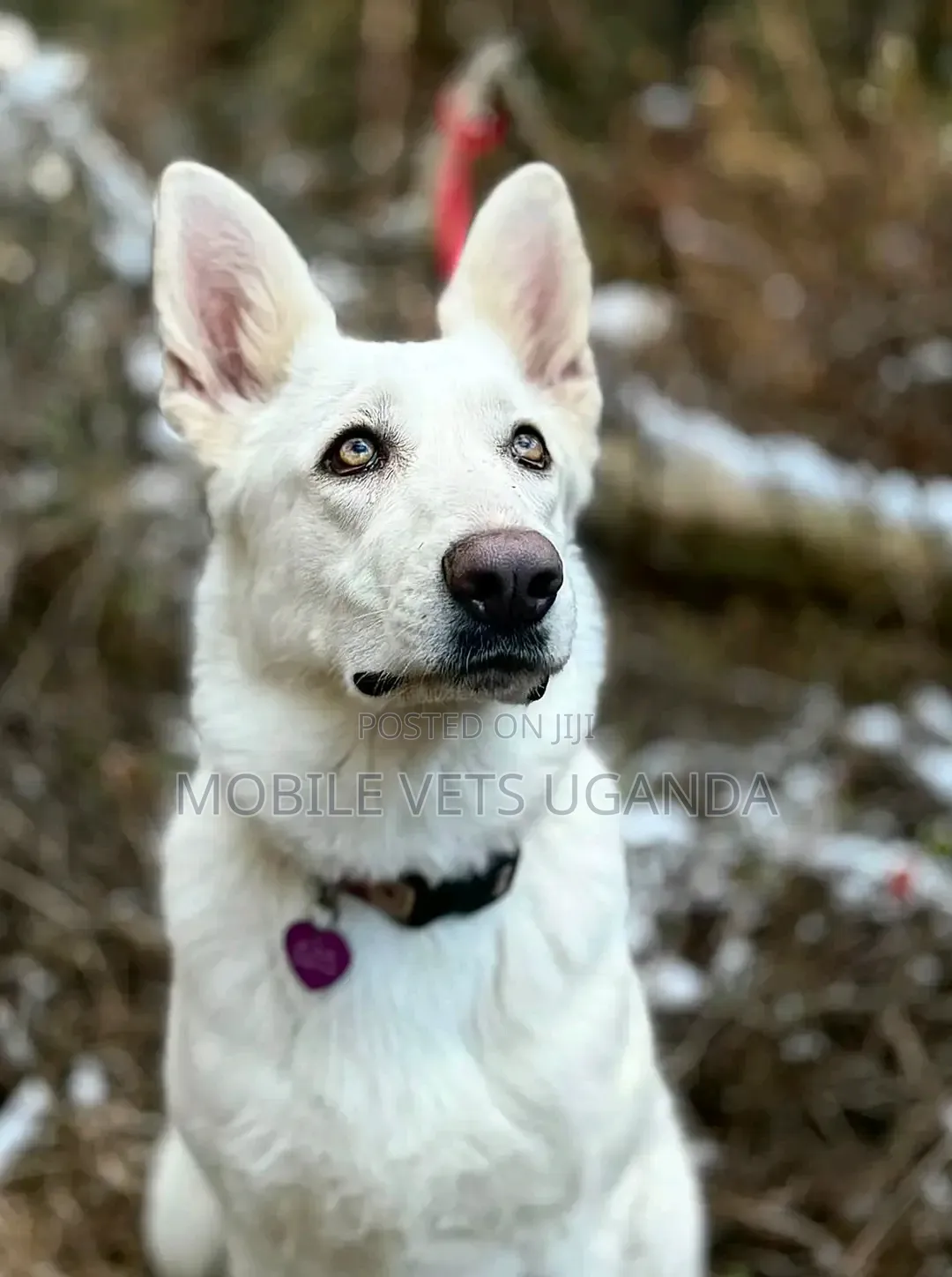 6-12 months Male Purebred Siberian Husky
