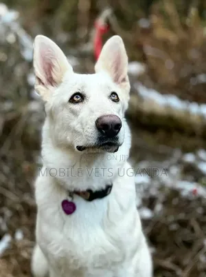 6-12 months Male Purebred Siberian Husky