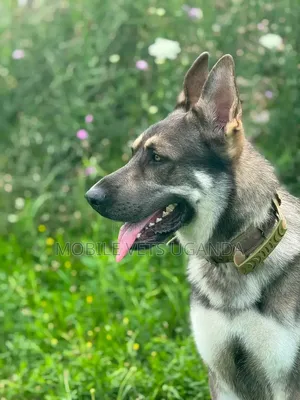3-6 months Male Purebred German Shepherd