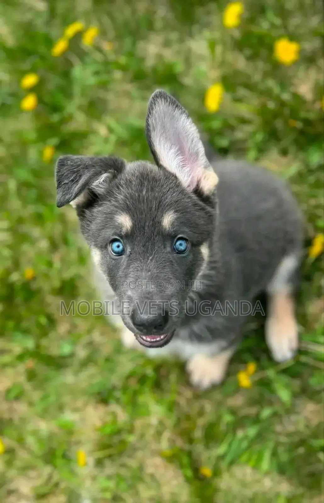 1-3 months Male Purebred Siberian Husky