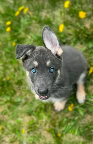 1-3 months Male Purebred Siberian Husky
