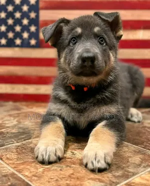 1-3 months Female Purebred German Shepherd