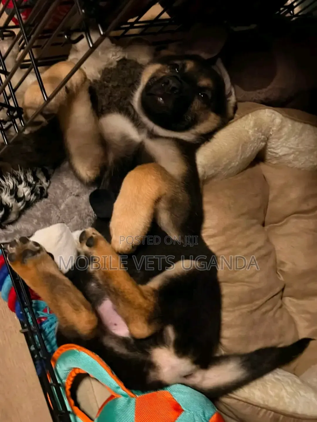 1-3 months Male Purebred German Shepherd