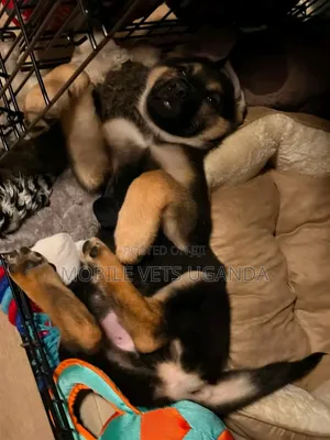 1-3 months Male Purebred German Shepherd