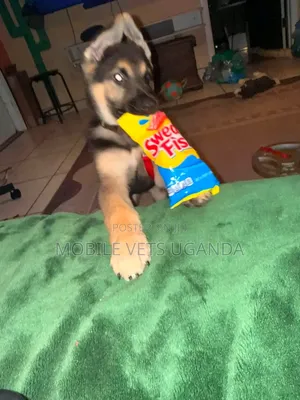 1-3 months Male Purebred German Shepherd