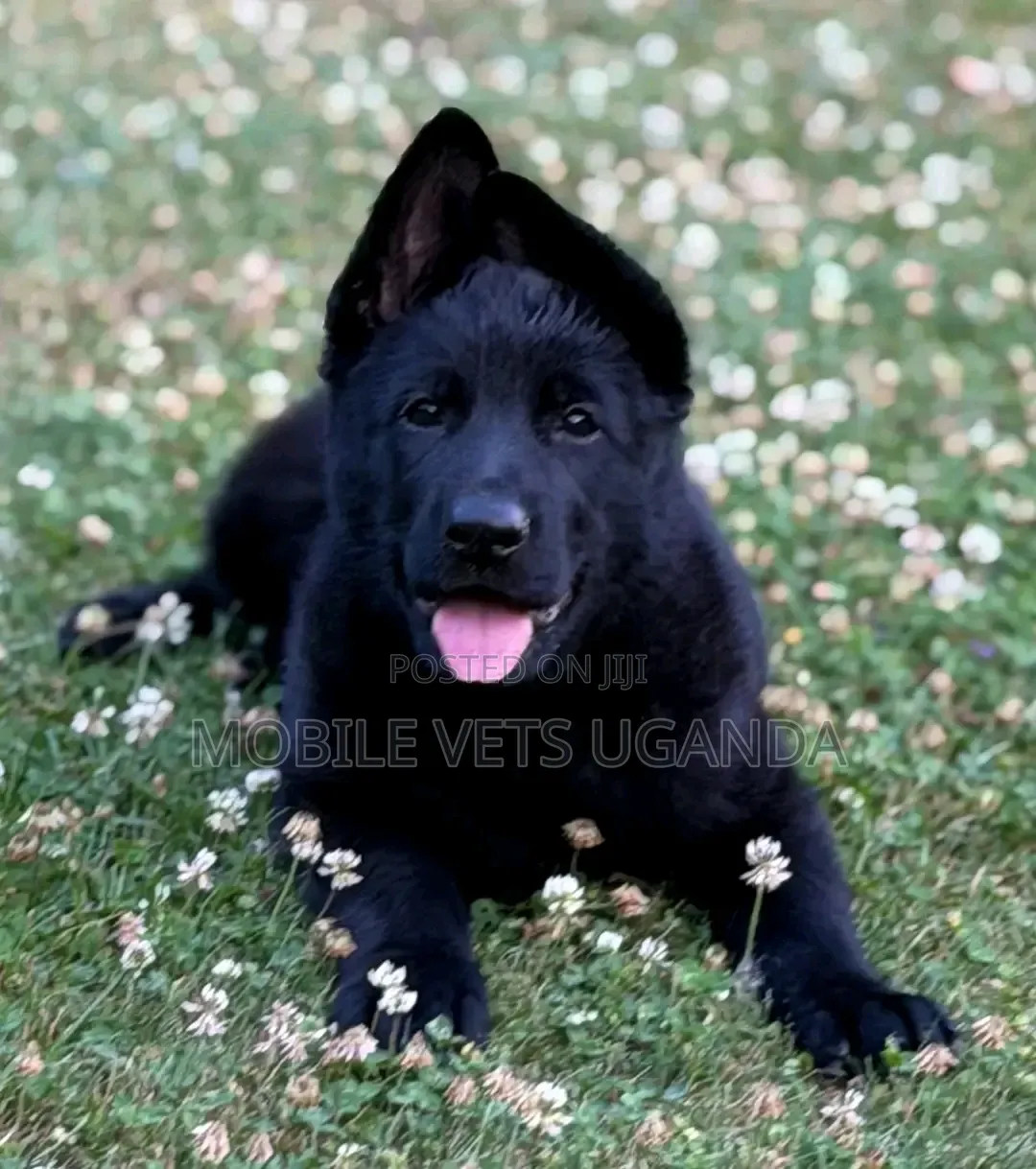 1-3 months Male Purebred German Shepherd