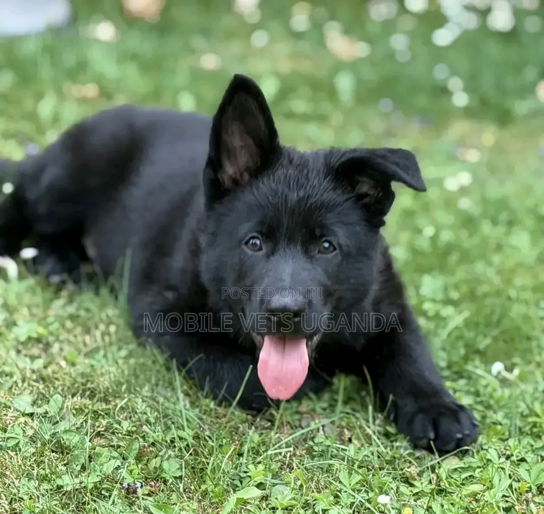 1-3 months Female Purebred German Shepherd