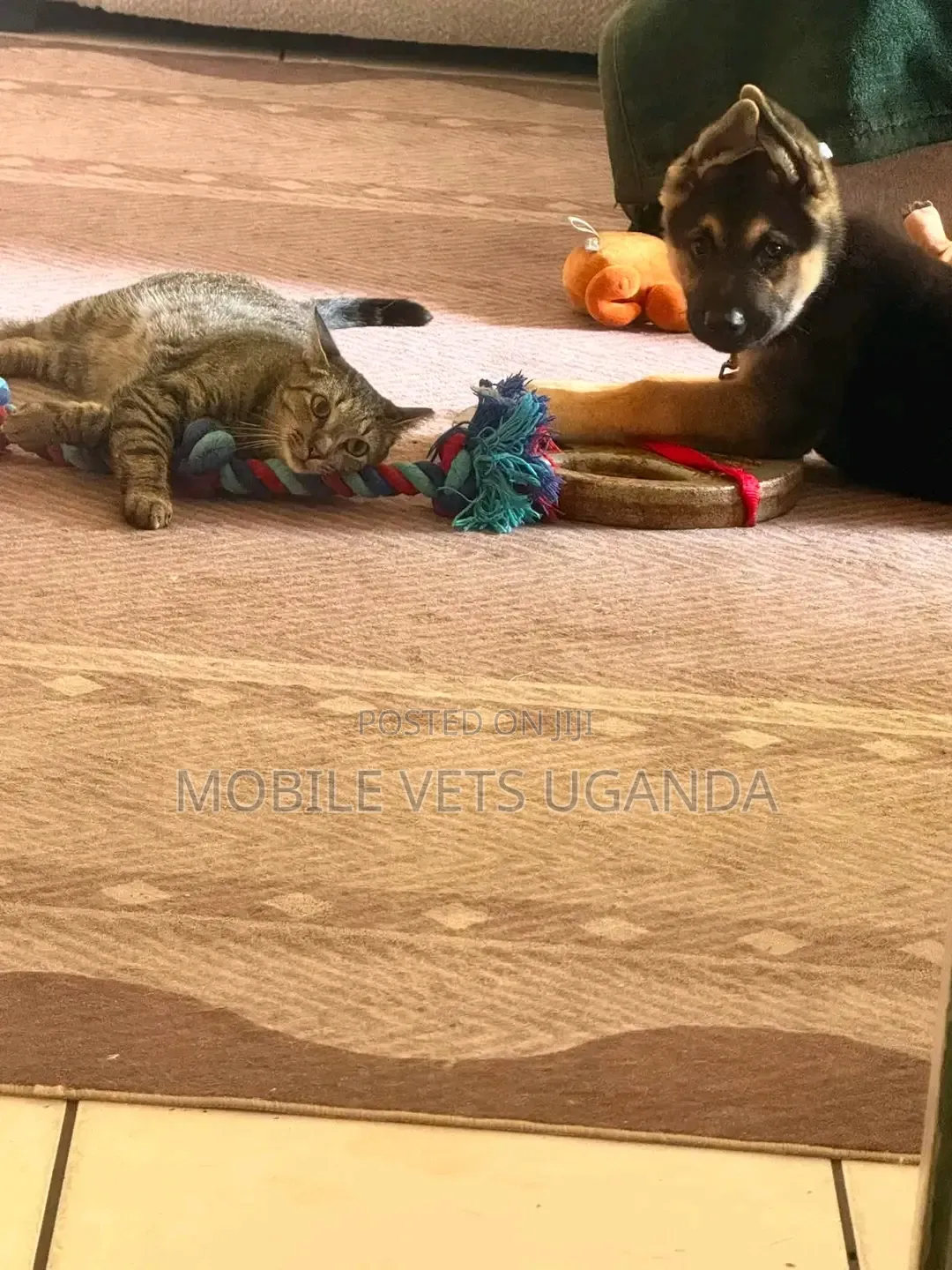 1-3 months Male Purebred German Shepherd
