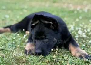 1-3 months Male Purebred German Shepherd