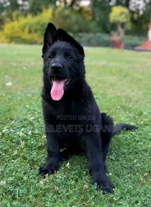 1-3 months Male Purebred German Shepherd