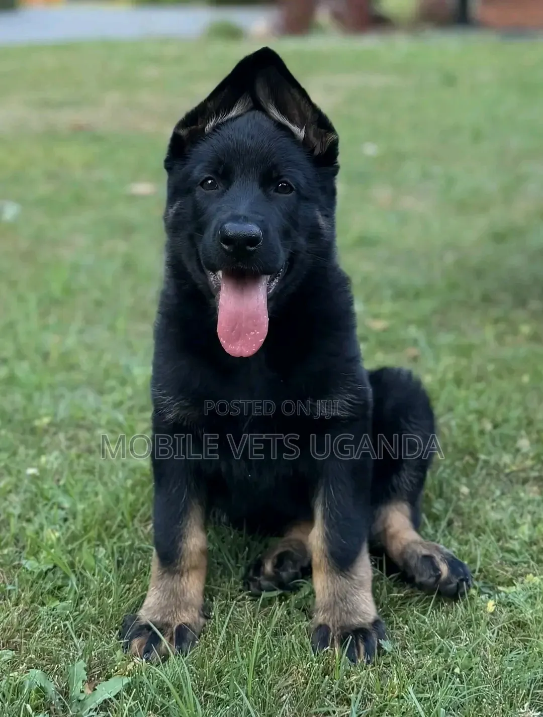 1-3 months Female Purebred German Shepherd