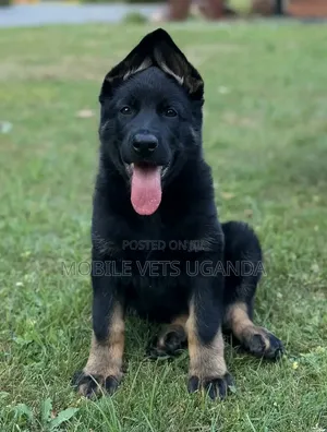 1-3 months Female Purebred German Shepherd