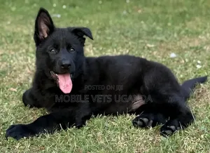 1-3 months Male Purebred German Shepherd